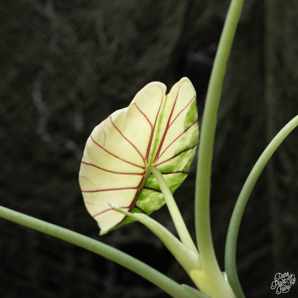 Alocasia 'Dragon Scale' albo variegated (C42)