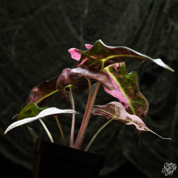 Alocasia 'Polly' pink variegated (A42)