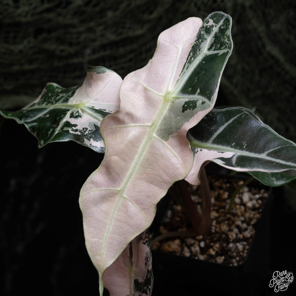 Alocasia 'Polly' pink variegated (B42)