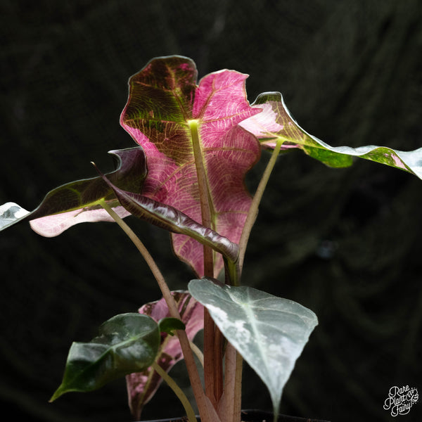 Alocasia 'Polly' pink variegated (B42)