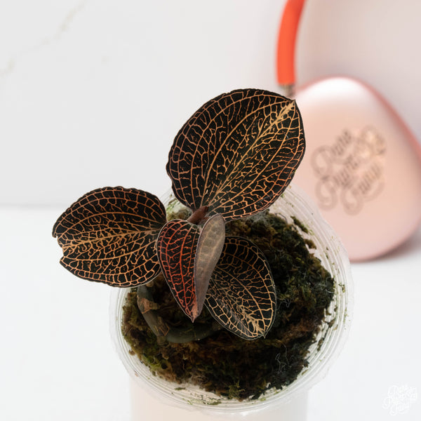 Anoectochilus sp. "Golden Vein" jewel orchid *Growers choice*