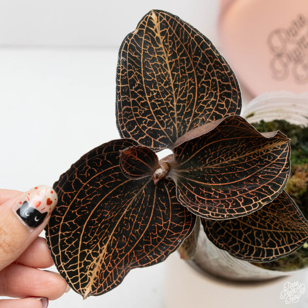 Anoectochilus sp. "Golden Vein" jewel orchid *Growers choice*