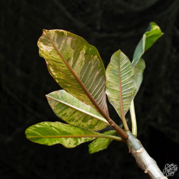 Plumeria 'Maya' variegated (A42)