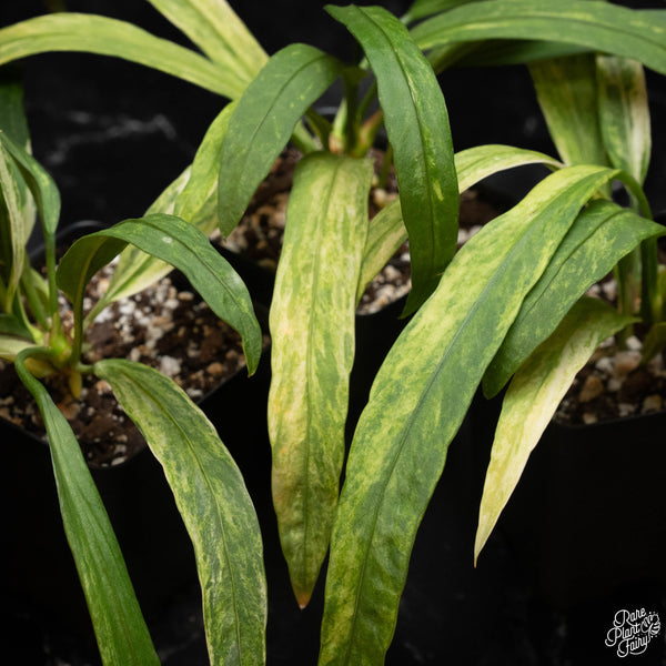 Anthurium vittarifolium variegated *Grower's choice*