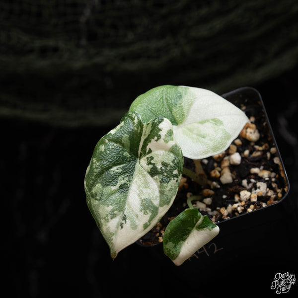 Alocasia melo albo variegated (A42)