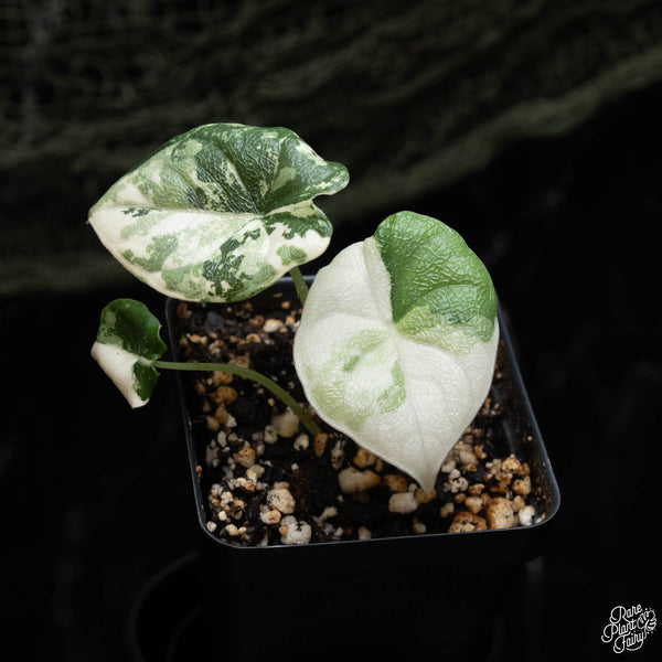 Alocasia melo albo variegated (A42)