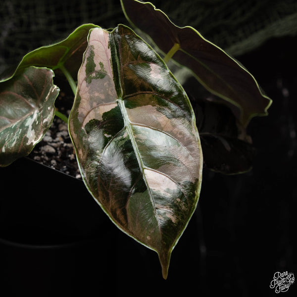 Alocasia azlanii pink variegated (A42)