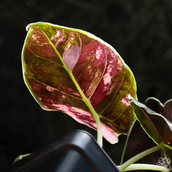 Alocasia azlanii pink variegated (A42)