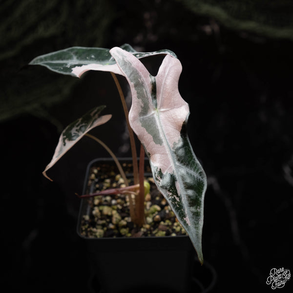 Alocasia sanderiana 'Nobilis' pink variegated (A42)