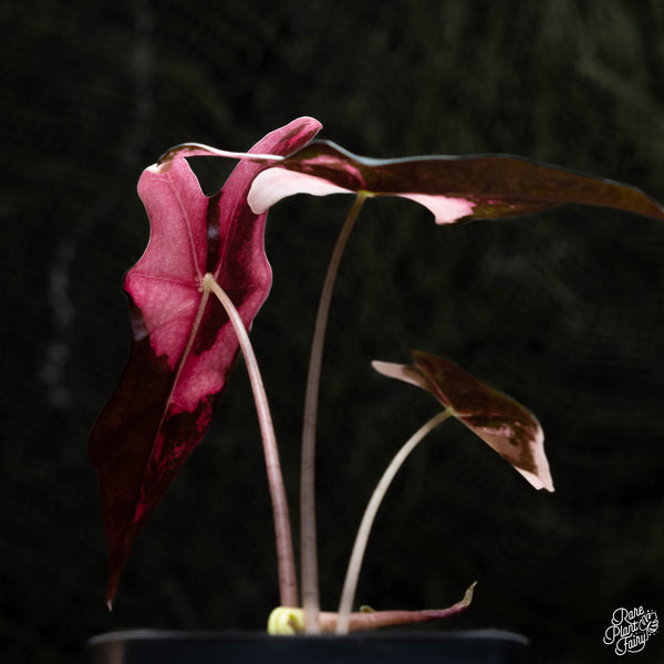 Alocasia sanderiana 'Nobilis' pink variegated (A42)