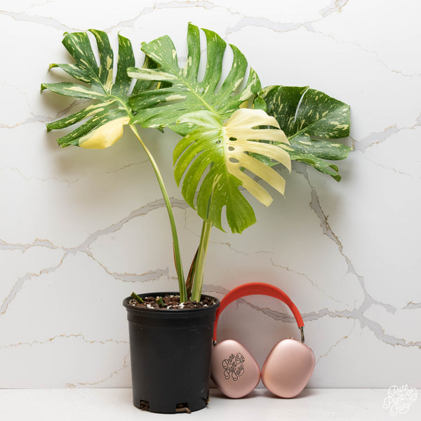 Monstera deliciosa 'Thai constellation' *Grower's choice*