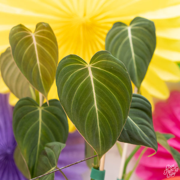 Philodendron glorious (melanochrysum x gloriousum) *Grower's choice*