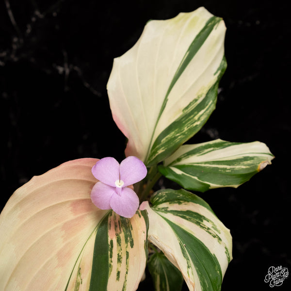 Kaempferia galanga variegated aromatic ginger *Grower's choice*