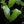 Load image into Gallery viewer, Philodendron Bipennifolium &#39;Splash Gordon&#39; *Growers choice*

