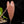 Load image into Gallery viewer, Anthurium papillilaminum (long x long bullet) by Rory Antolak *Grower&#39;s choice*
