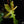 Load image into Gallery viewer, Philodendron &#39;Florida Beauty&#39; x mayoi (A22)
