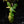 Load image into Gallery viewer, Philodendron &#39;Florida Beauty&#39; x mayoi (A22)
