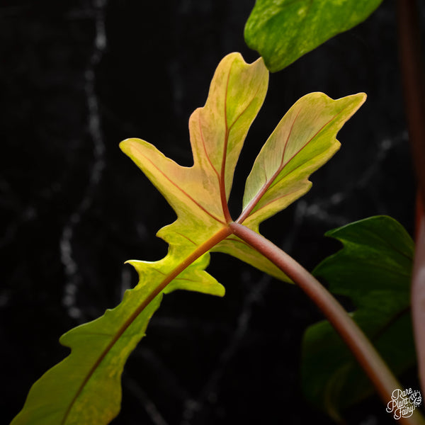 Philodendron 'Florida Beauty' x mayoi (A22)