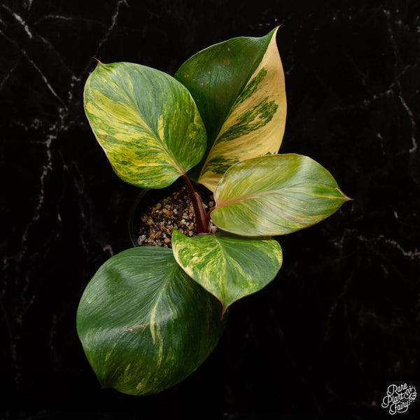 Philodendron 'White Knight' aurea variegation (A32)