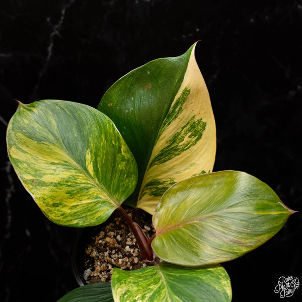 Philodendron 'White Knight' aurea variegation (A32)