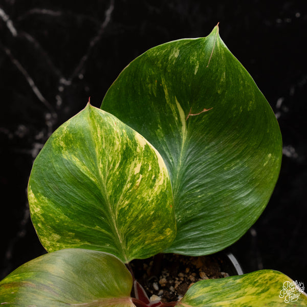 Philodendron 'White Knight' aurea variegation (A32)