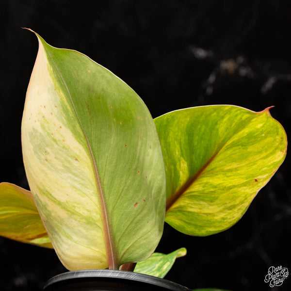 Philodendron 'White Knight' aurea variegation (A32)