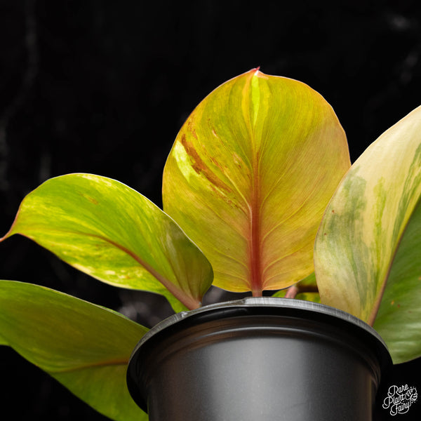 Philodendron 'White Knight' aurea variegation (A32)