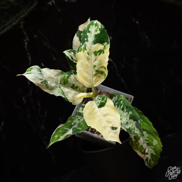 Aglaonema pictum tricolor albo variegated (A43)