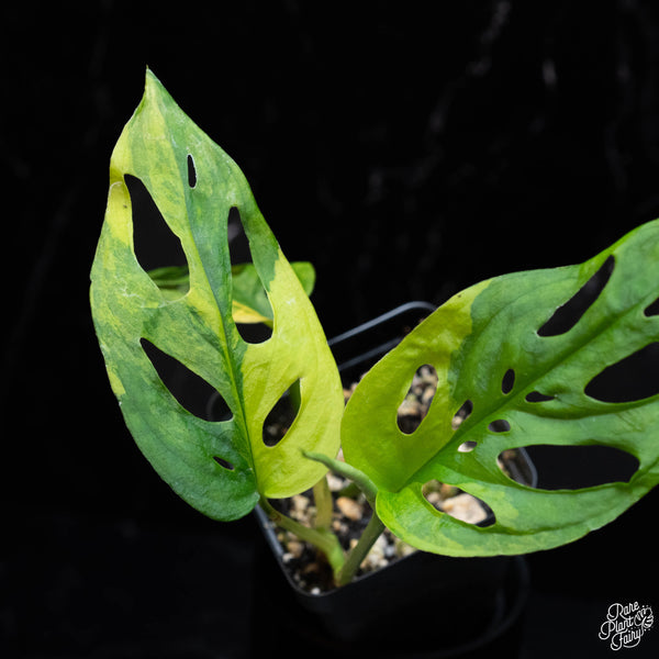 Monstera adansonii sp. 'Double Windows' aurea variegated (commonly mislabeled as monstera acuminata aurea) *Grower's choice*