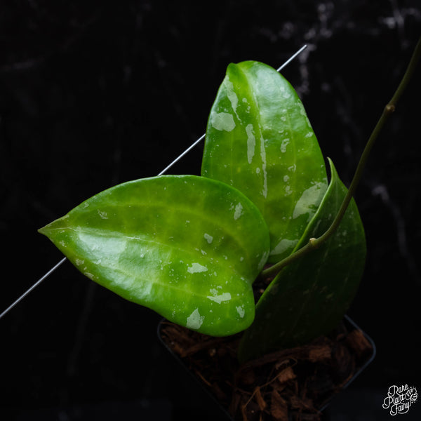 Hoya latifolia 'Snow Queen' *Grower's Choice*