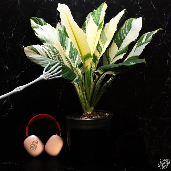 Spathiphyllum sensation albo variegated (A50)