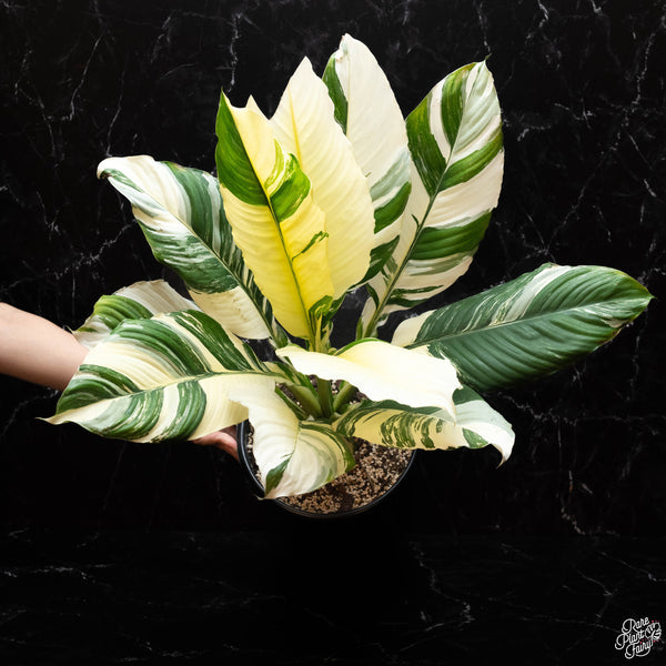 Spathiphyllum sensation albo variegated (A50)