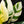 Load image into Gallery viewer, Spathiphyllum sensation albo variegated (A50)
