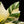 Load image into Gallery viewer, Spathiphyllum sensation albo variegated (A50)
