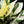 Load image into Gallery viewer, Spathiphyllum sensation albo variegated (A50)
