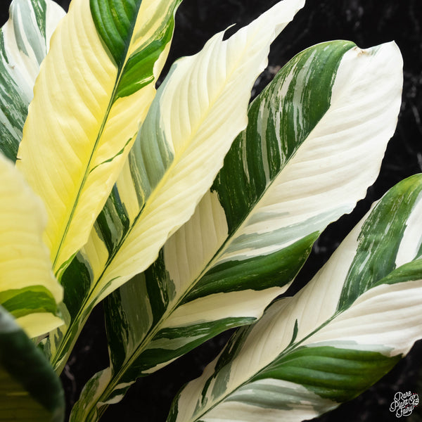 Spathiphyllum sensation albo variegated (A50)