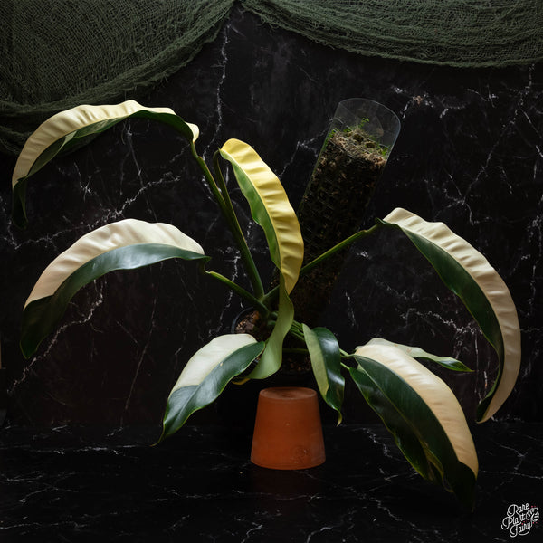 Epipremnum giganteum albo variegated 'White Pearl' (A44)