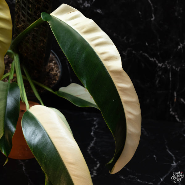 Epipremnum giganteum albo variegated 'White Pearl' (A44)