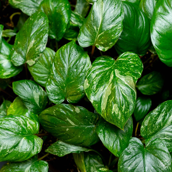 Homalomena rubescens variegated 'Pink Splash' *Grower's choice*