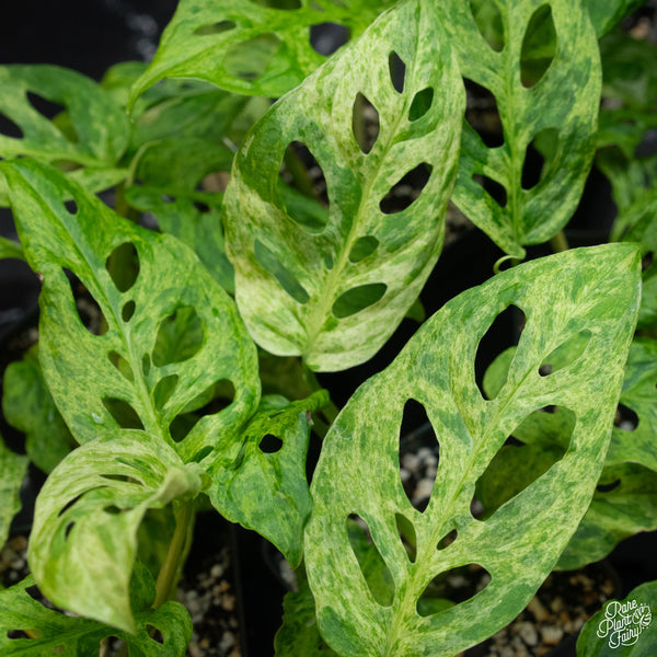 Monstera adansonii sp. ‘Laniata’ or ‘Double Windows’ mint variegated *Grower's choice*