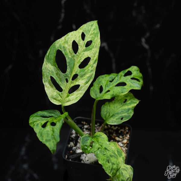 Monstera adansonii sp. ‘Laniata’ or ‘Double Windows’ mint variegated *Grower's choice*