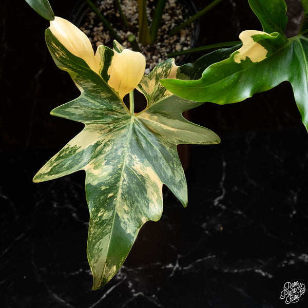 Thaumatophyllum angela variegated (A22)
