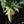 Load image into Gallery viewer, Thaumatophyllum angela variegated (A22)
