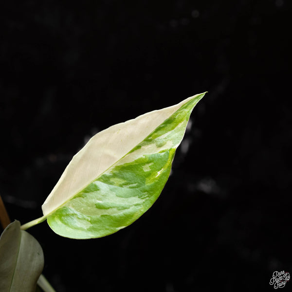 Monstera laniata albo variegated (A44)