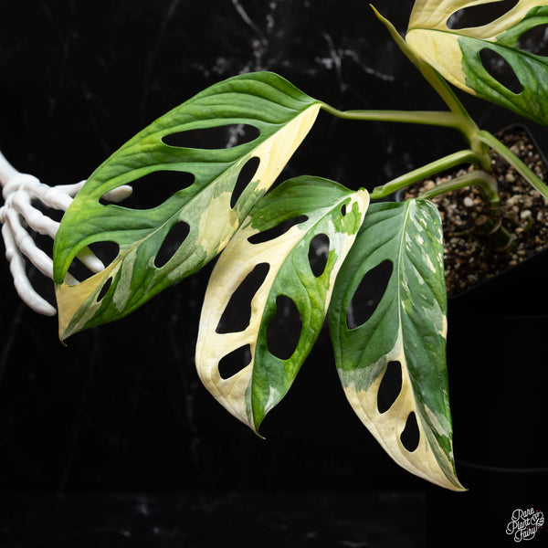 Monstera adansonii albo variegated (large form) (A44)