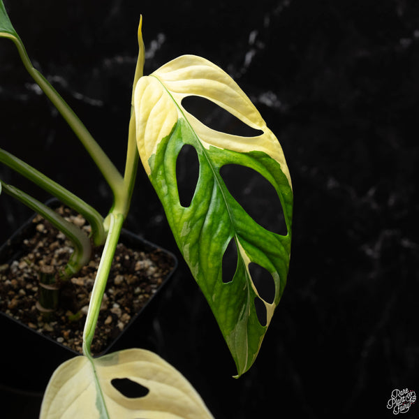 Monstera adansonii albo variegated (large form) (A44)