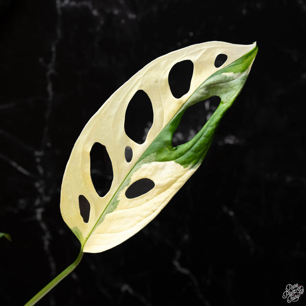 Monstera adansonii albo variegated (large form) (A44)