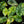 Load image into Gallery viewer, Alocasia &#39;Dragon Scale&#39; aurea variegated *Grower&#39;s choice*
