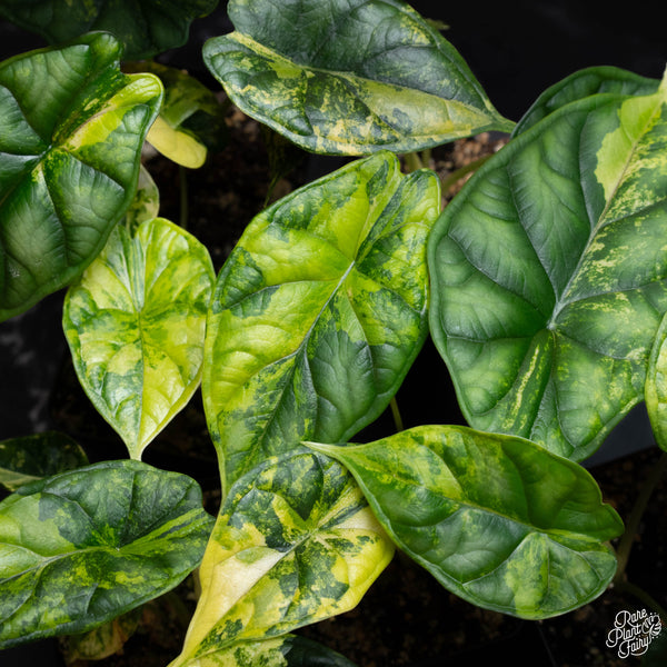 Alocasia 'Dragon Scale' aurea variegated *Grower's choice*