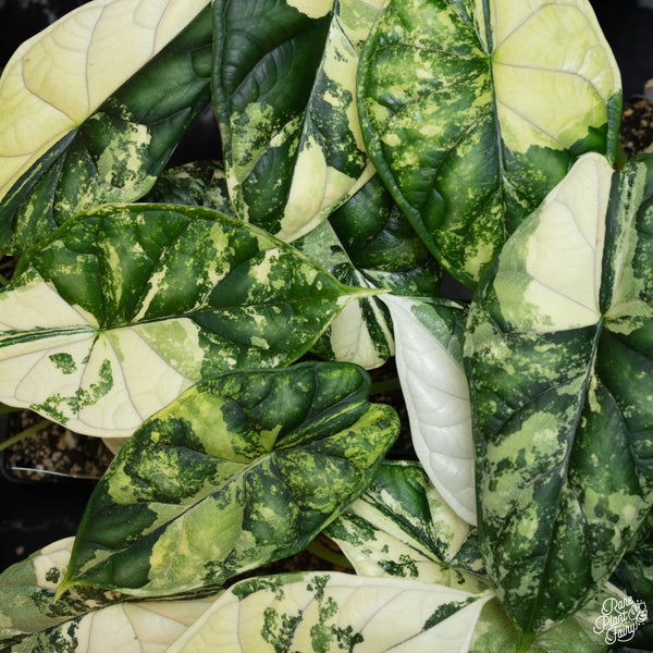 Alocasia 'Dragon Scale' albo variegated *Grower's choice*